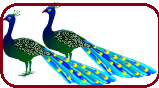 Two Peacock