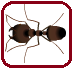 Ant